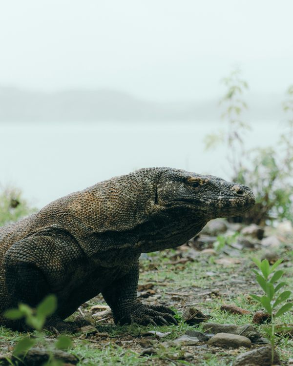 medium_Komodo Dragon 1.jpg